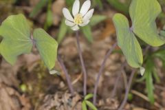 Twinleaf, Jeffersonia diphylla Twinleaf, Jeffersonia diphylla
