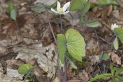 Twinleaf, Jeffersonia diphylla Twinleaf, Jeffersonia diphylla