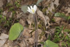 Twinleaf, Jeffersonia diphylla Twinleaf, Jeffersonia diphylla