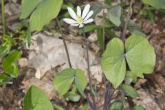 Twinleaf, Jeffersonia diphylla Twinleaf, Jeffersonia diphylla