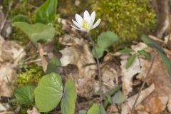 Twinleaf, Jeffersonia diphylla Twinleaf, Jeffersonia diphylla