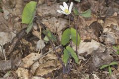 Twinleaf, Jeffersonia diphylla Twinleaf, Jeffersonia diphylla
