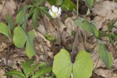 Twinleaf, Jeffersonia diphylla