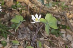 Twinleaf, Jeffersonia diphylla Twinleaf, Jeffersonia diphylla