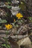 Two-flowered Cynthia, Krigia biflora