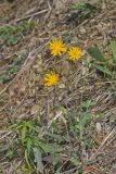 Two-flowered Cynthia, Krigia biflora