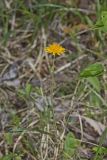 Two-flowered Cynthia, Krigia biflora