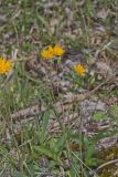 Two-flowered Cynthia, Krigia biflora