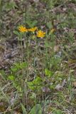 Two-flowered Cynthia, Krigia biflora
