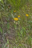 Two-flowered Cynthia, Krigia biflora