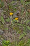 Two-flowered Cynthia, Krigia biflora