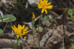 Two-flowered Cynthia, Krigia biflora