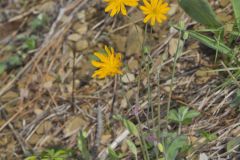 Two-flowered Cynthia, Krigia biflora
