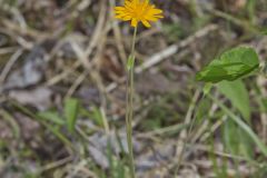 Two-flowered Cynthia, Krigia biflora