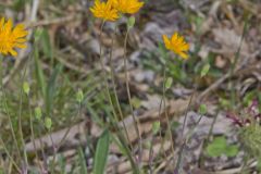 Two-flowered Cynthia, Krigia biflora