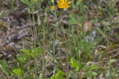 Two-flowered Cynthia, Krigia biflora