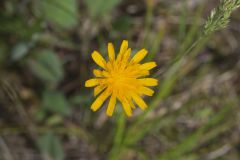 Two-flowered Cynthia, Krigia biflora