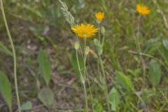 Two-flowered Cynthia, Krigia biflora