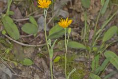 Two-flowered Cynthia, Krigia biflora