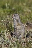 Uinta Ground Squirrel, Urocitellus armatus