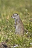 Uinta Ground Squirrel, Urocitellus armatus
