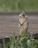 Uinta Ground Squirrel