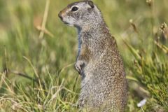 Uinta Ground Squirrel, Urocitellus armatus
