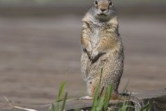 Uinta Ground Squirrel