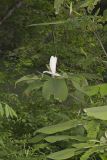 Umbrella Magnolia, Magnolia tripetala