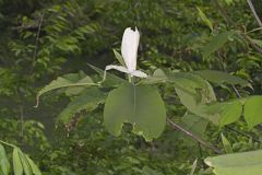 Umbrella Magnolia