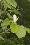Umbrella Magnolia, Magnolia tripetala