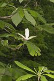 Umbrella Magnolia, Magnolia tripetala