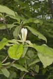 Umbrella Magnolia, Magnolia tripetala