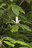 Umbrella Magnolia, Magnolia tripetala