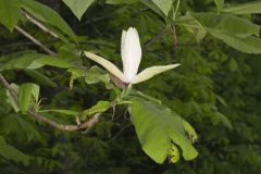 Umbrella Magnolia, Magnolia tripetala
