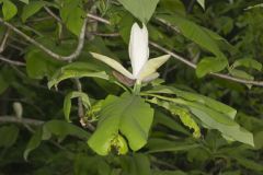 Umbrella Magnolia, Magnolia tripetala