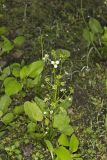 Upright Burhead, Echinodorus berteroi