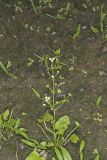Upright Burhead, Echinodorus berteroi
