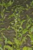 Upright Burhead, Echinodorus berteroi