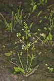 Upright Burhead, Echinodorus berteroi