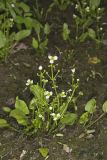 Upright Burhead, Echinodorus berteroi