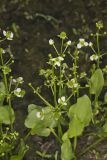 Upright Burhead, Echinodorus berteroi