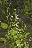 Upright Burhead, Echinodorus berteroi