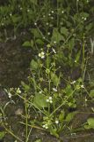Upright Burhead, Echinodorus berteroi