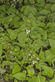 Upright Burhead, Echinodorus berteroi