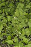 Upright Burhead, Echinodorus berteroi