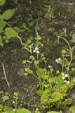 Upright Burhead, Echinodorus berteroi