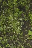 Upright Burhead, Echinodorus berteroi