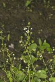 Upright Burhead, Echinodorus berteroi