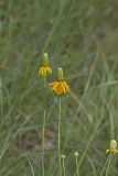 Upright Prairie Coneflower, Ratibida columnifera